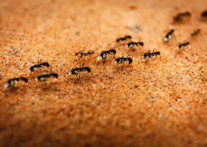 ﻿Traffico: le formiche sanno risolvere gli ingorghi, ecco come